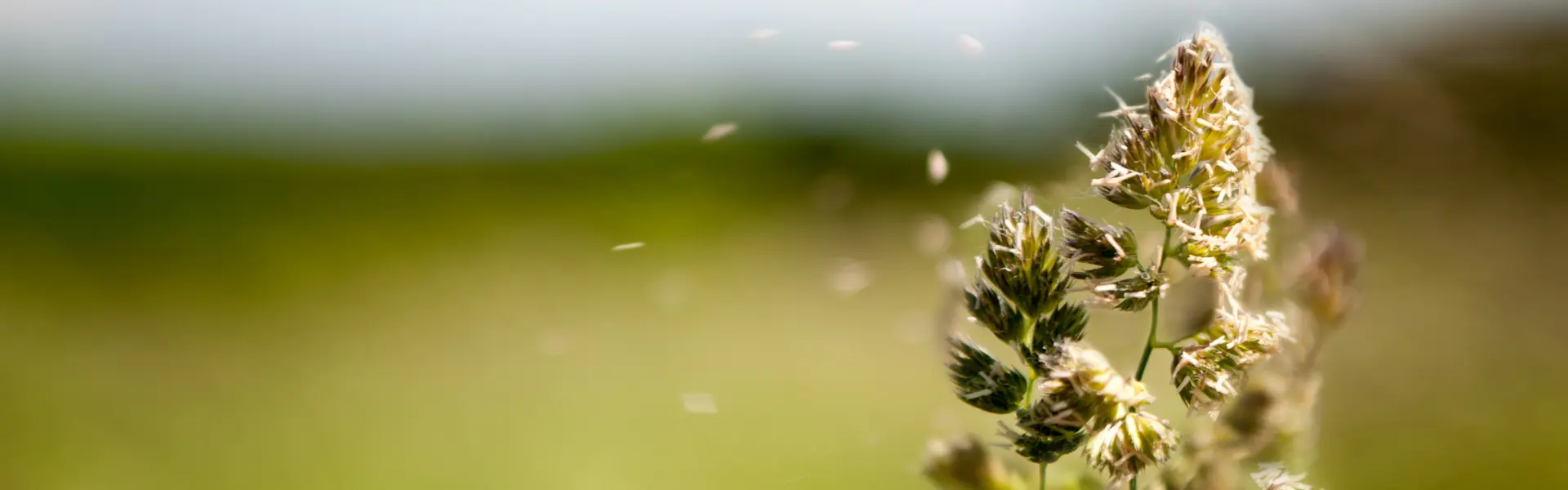 Allergy blog