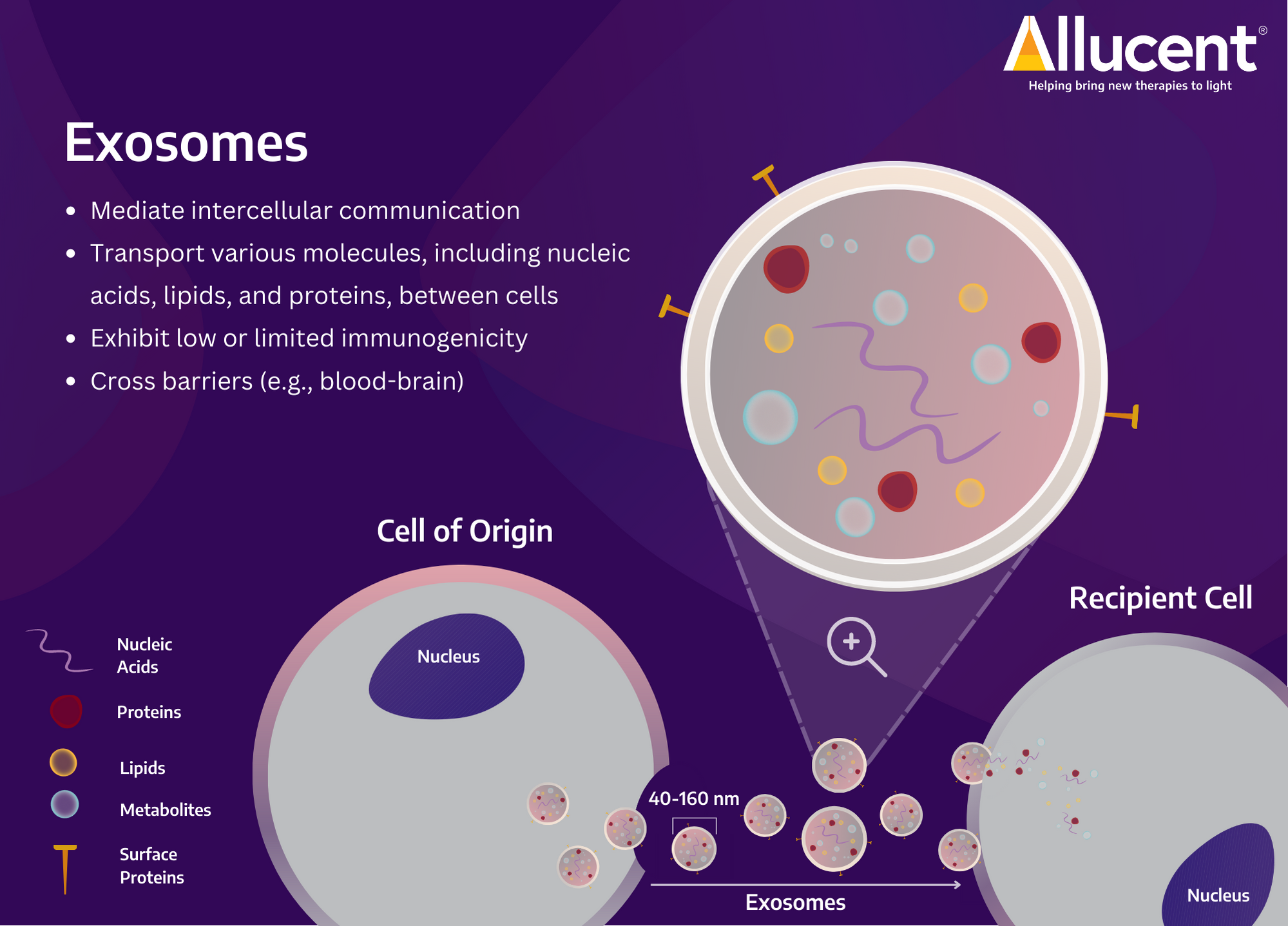 Mediate intercellular communication Transport various molecules, including nucleic acids, lipids, and proteins, between cells Exhibit low or limited immunogenicity Cross barriers (e.g., blood-brain)