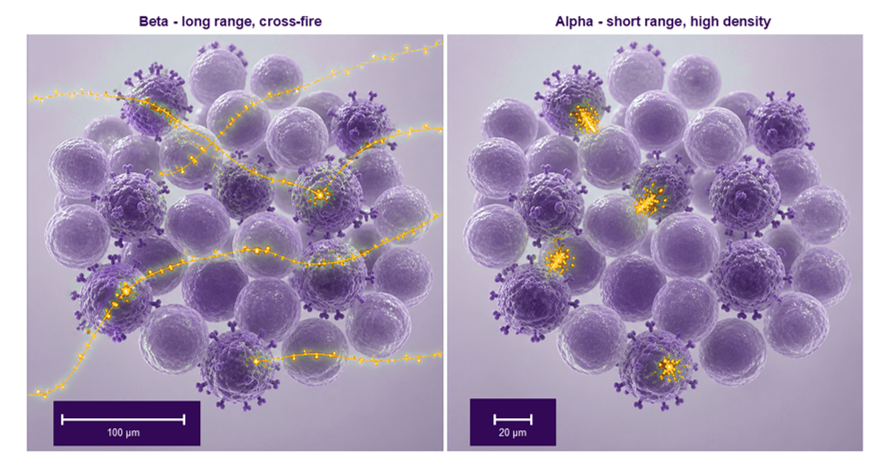 Conceptual comparison of beta- and alpha-particle range and energy deposition. Not to scale and not a head-to-head product comparison.